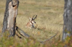 RelaxingPronghorn
