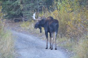 RoadMoose