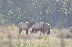 Elk