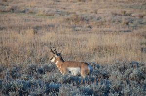 LamarPronghorn