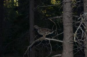Ptarmigan