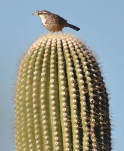 CactusWren1