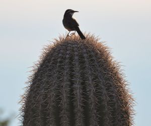 CactusWren2