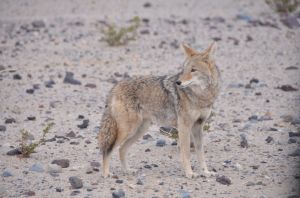 Coyote1
