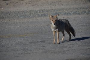 Coyote2