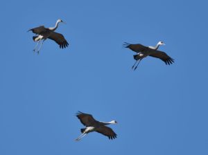 CranesFlying