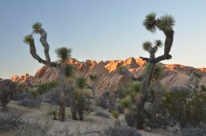 DualJoshua