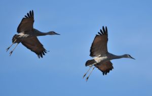 IncomingCranes