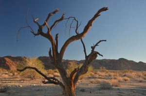 JoshuaTrailTree1