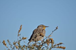 Meadowlark