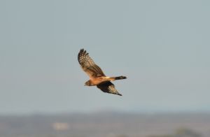 NorthernHarrier