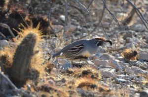 Quail1
