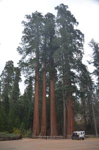 RedwoodsTruck